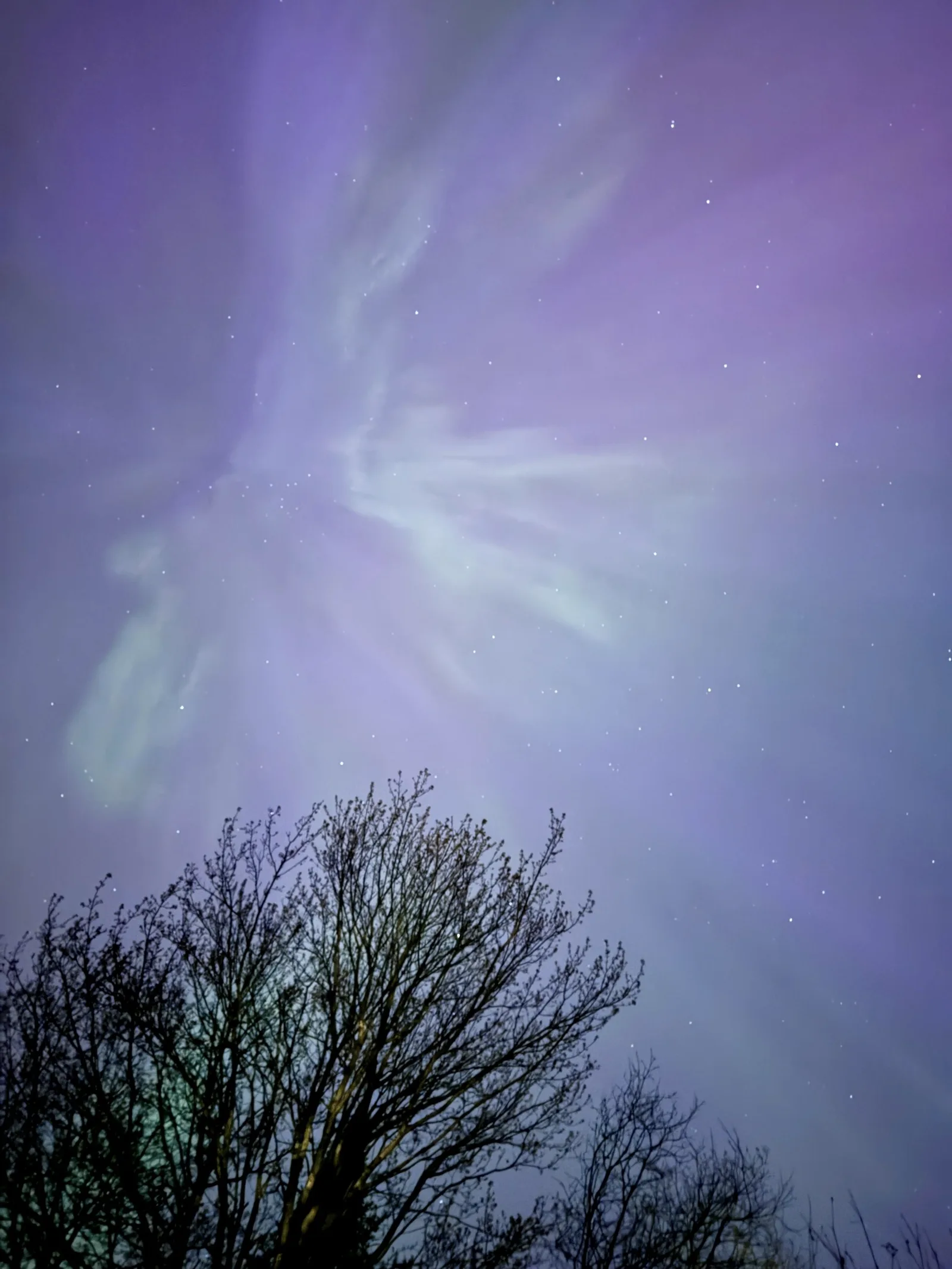 Aurora Through the Branches