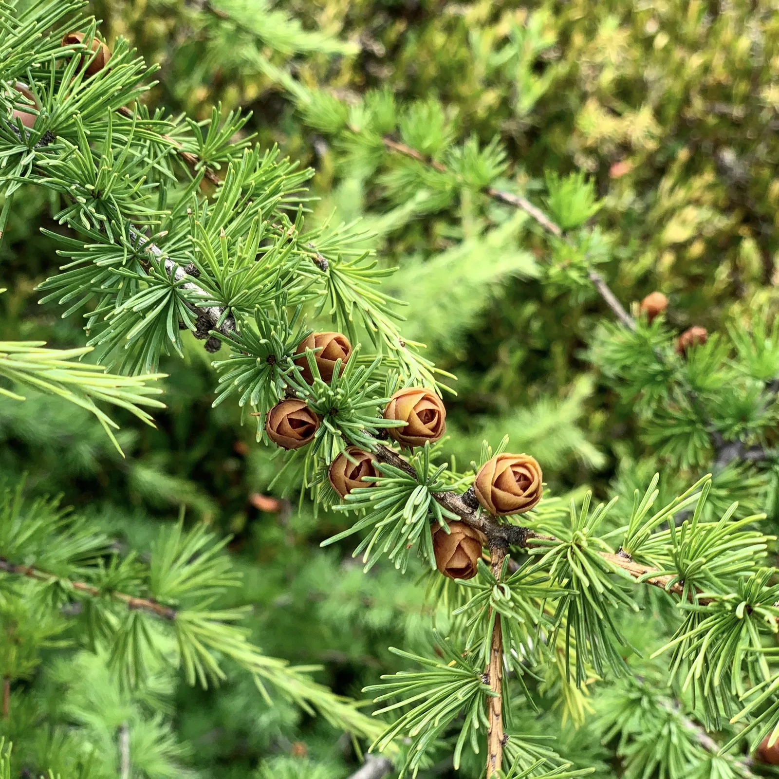 Budding, Ottawa, Ontario