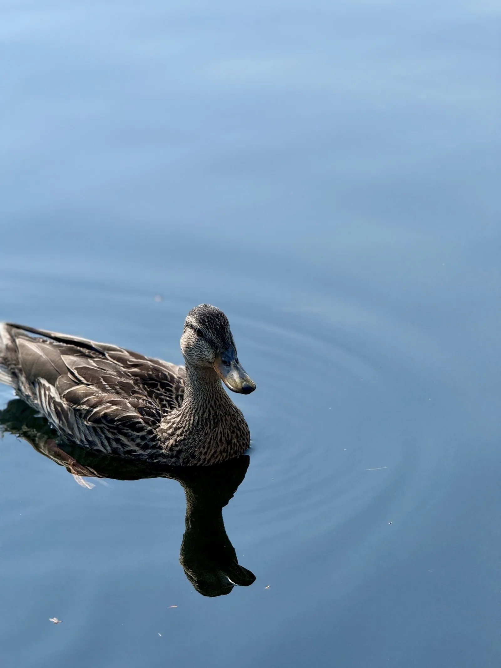 Mallard