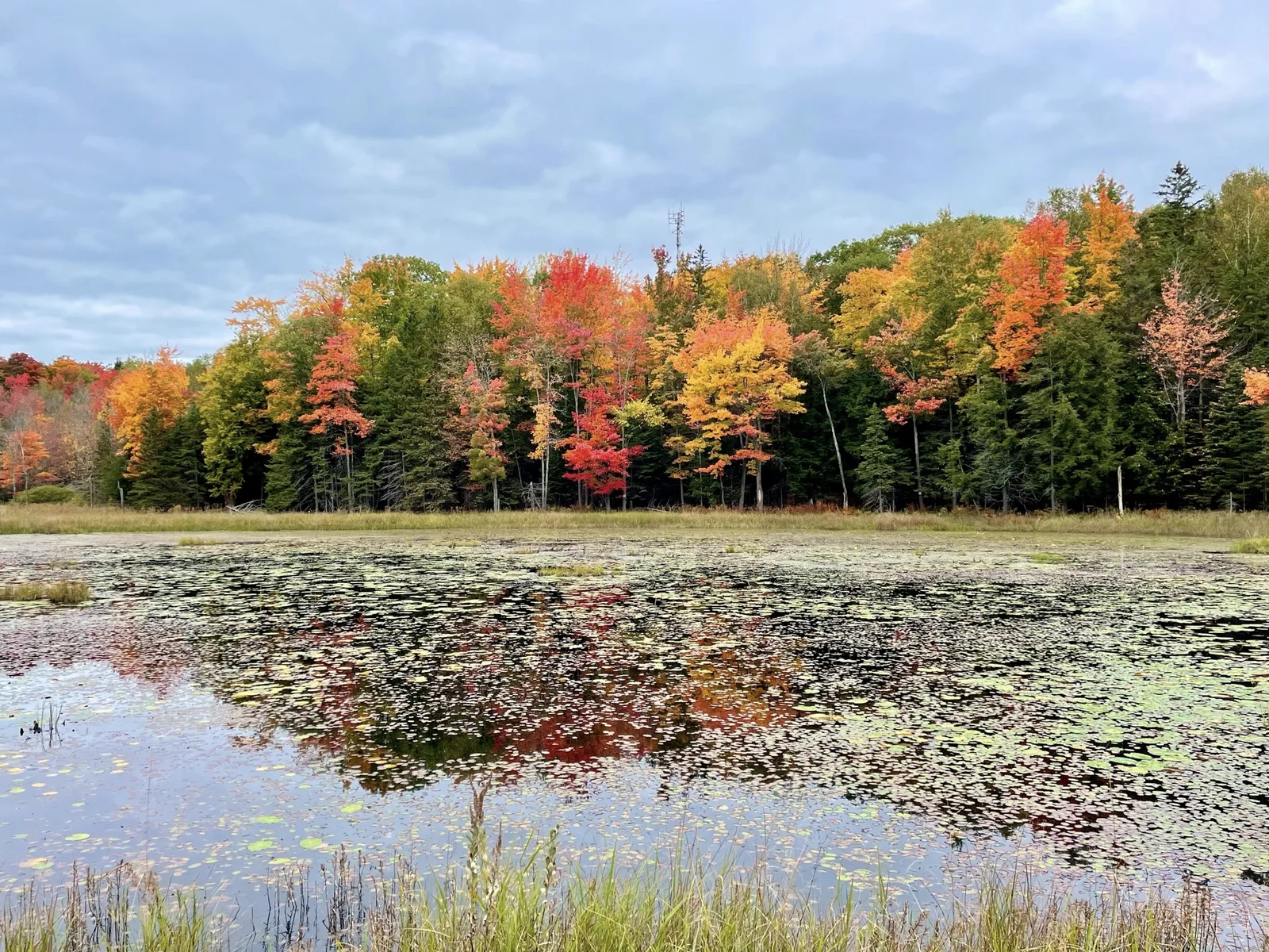 Maple Marsh, Muskoka, Ontario